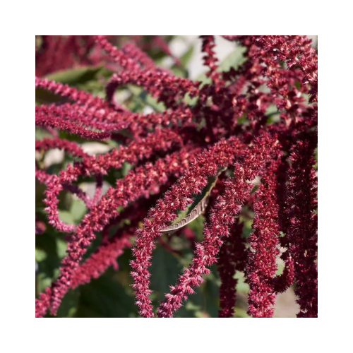Amaranthus