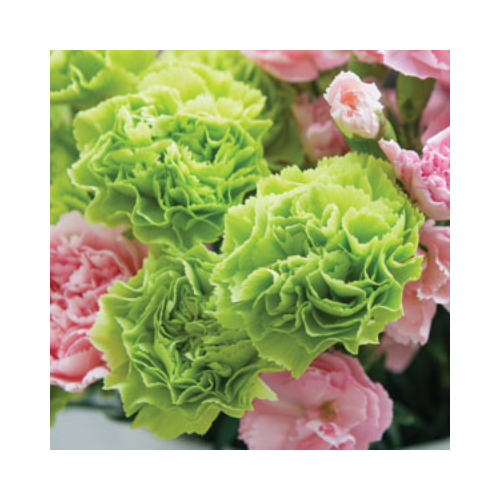 Carnations Ol