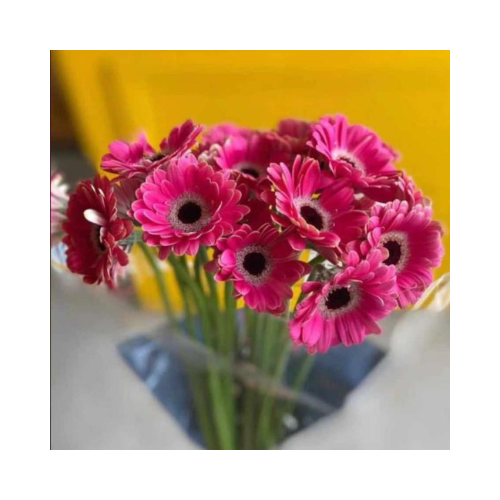 Gerbera