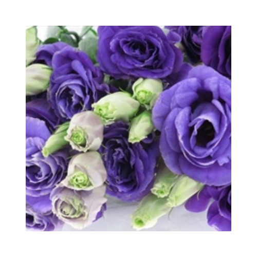 Lisianthus Double blu